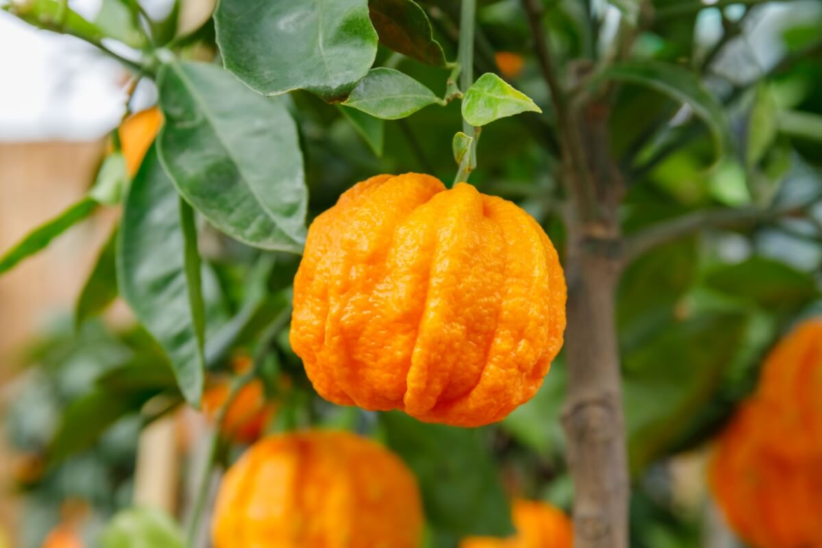 6-beneficios-da-laranja-amarga-para-a-saude-e-como-usa-la