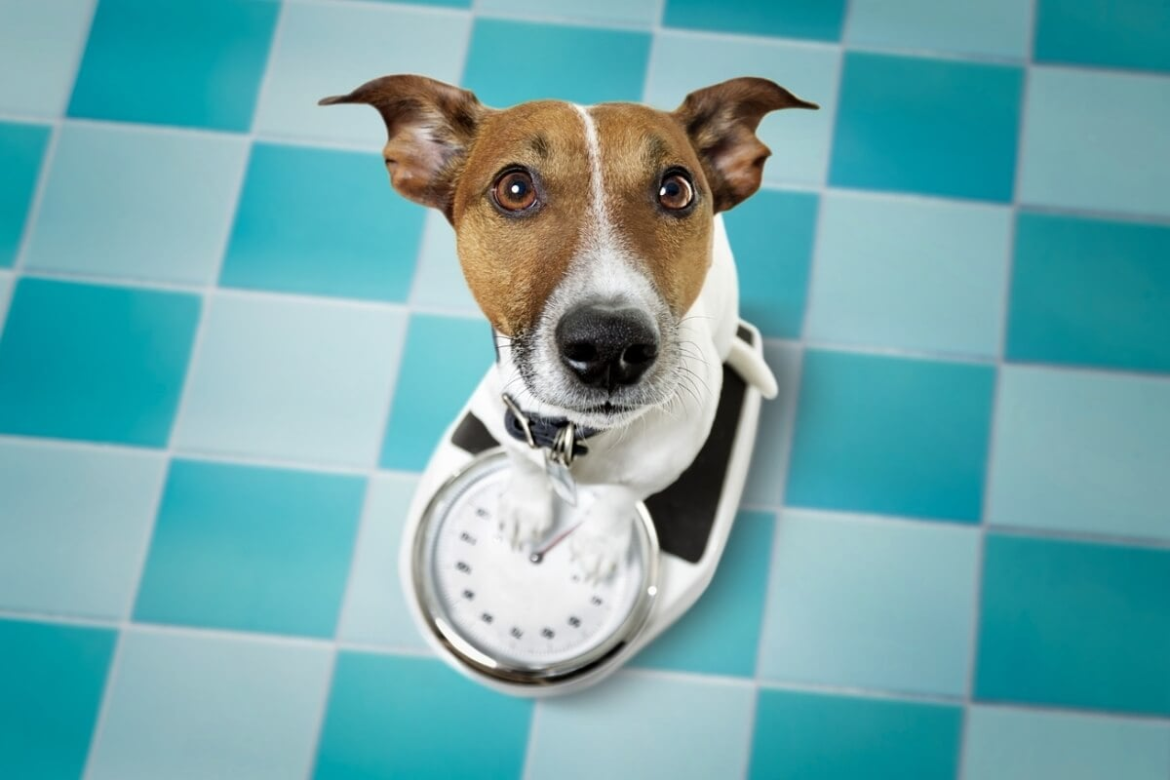 5-dicas-para-manter-o-cachorro-no-peso-adequado