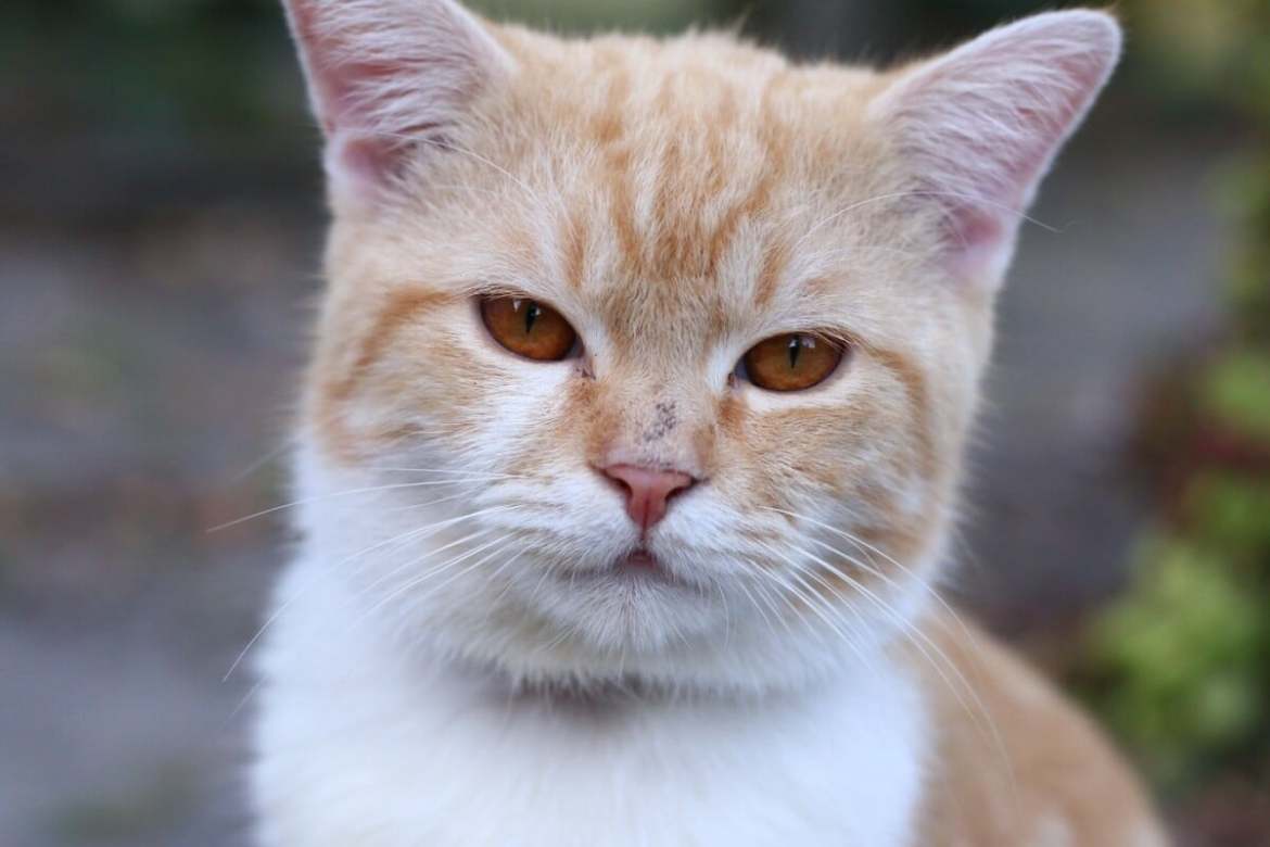 9-sinais-de-estresse-em-caes-e-gatos