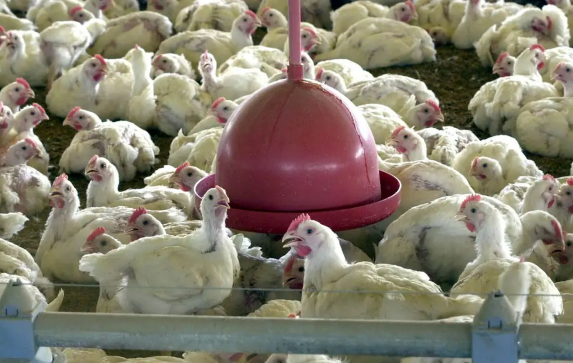 ovos-com-foco-de-gripe-estao-em-granjas-de-3-estados,-diz-governo