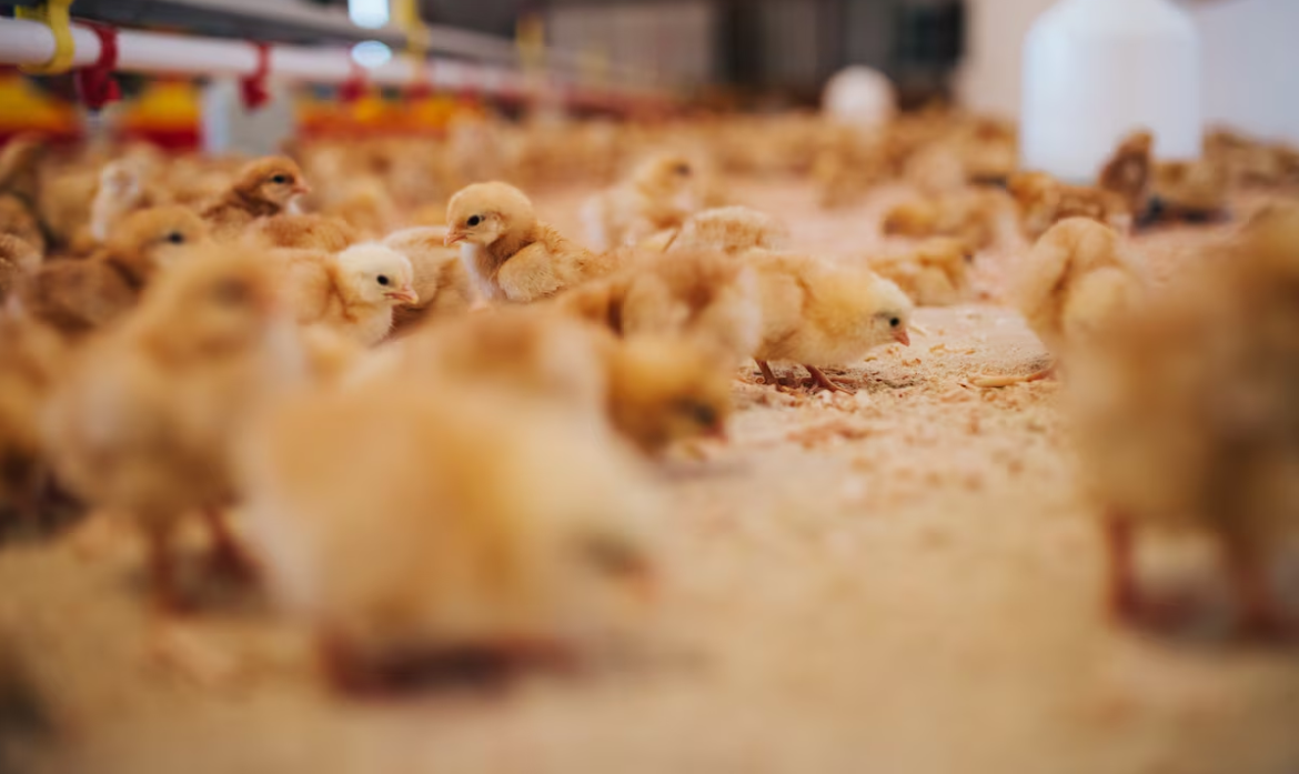 confirmado-primeiro-caso-de-gripe-aviaria-do-ano-no-estado-de-sao-paulo