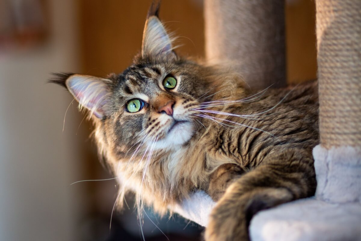 gatos-curiosos:-7-racas-que-adoram-explorar