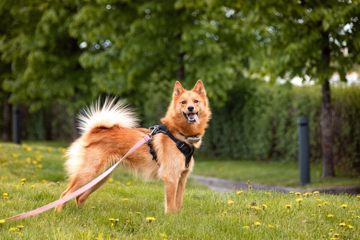 spitz-finlandes:-conheca-as-caracteristicas-do-cachorro-dessa-raca