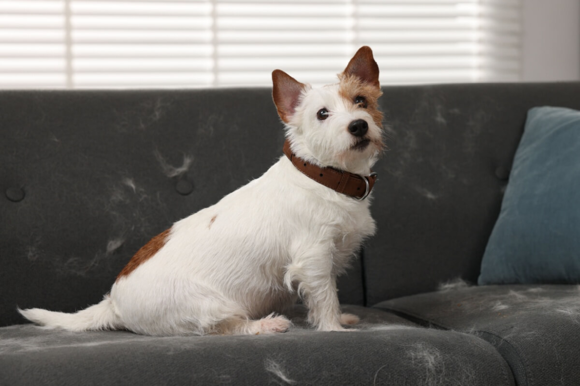 9-dicas-para-reduzir-os-pelos-dos-animais-pela-casa