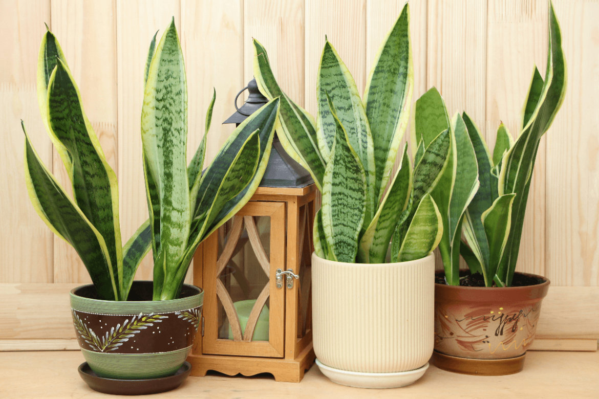 espada-de-sao-jorge:-5-motivos-para-cultivar-a-planta-que-afasta-o-mau-olhado